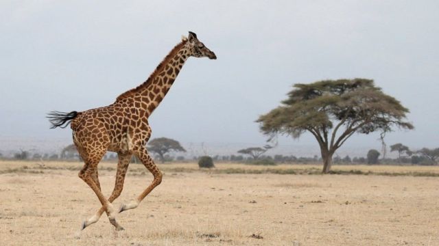 高血压：长颈鹿如何适应超高的血压而不会生病