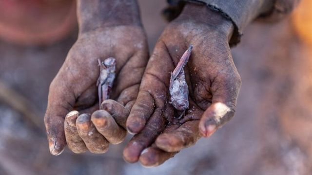 马达加斯加：非洲岛国滑向全球首个“气候变化导致的饥荒”，人们用蝗虫和仙人掌果腹
